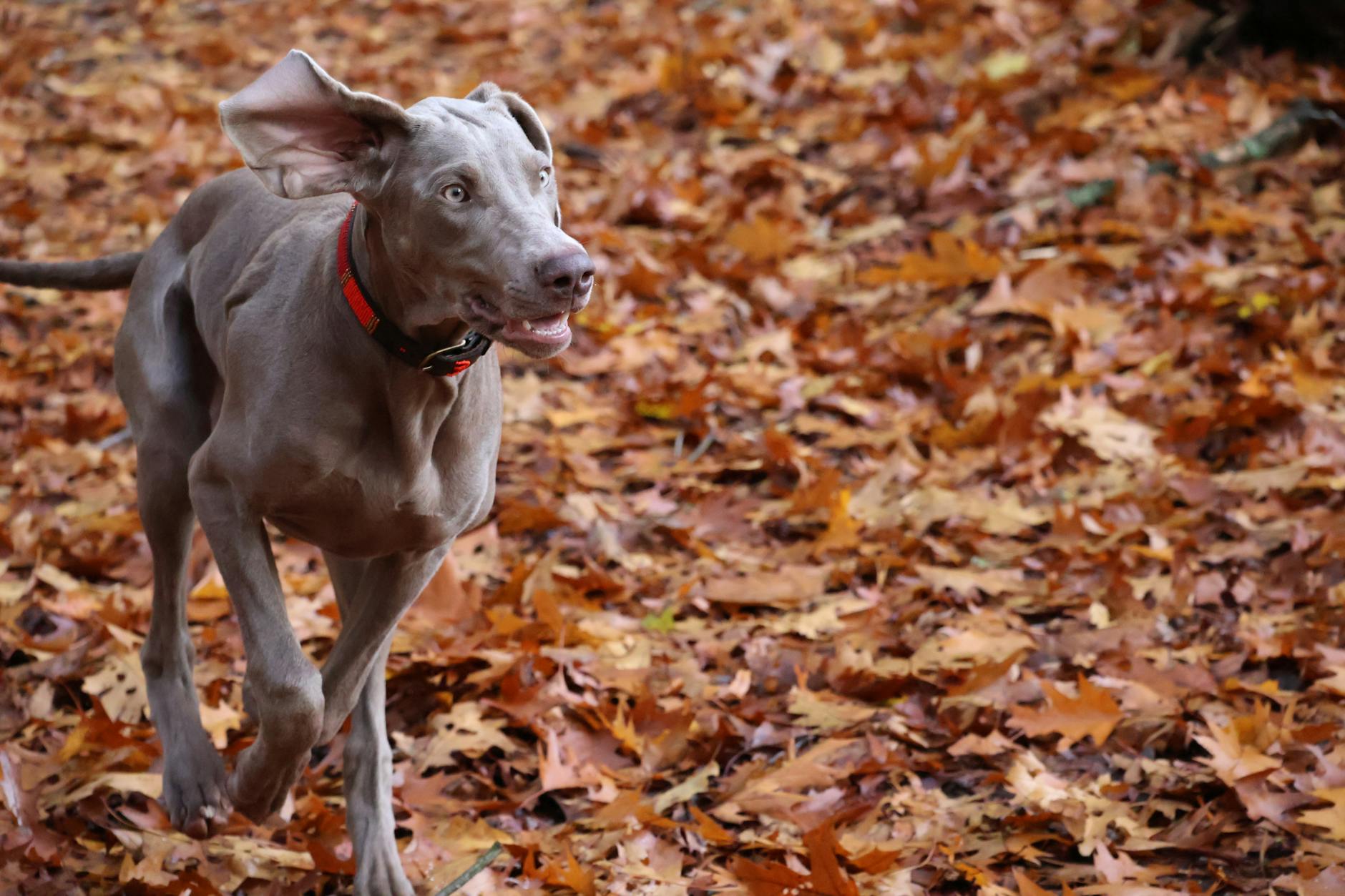 Chasse en forêt avec feuilles d'automne