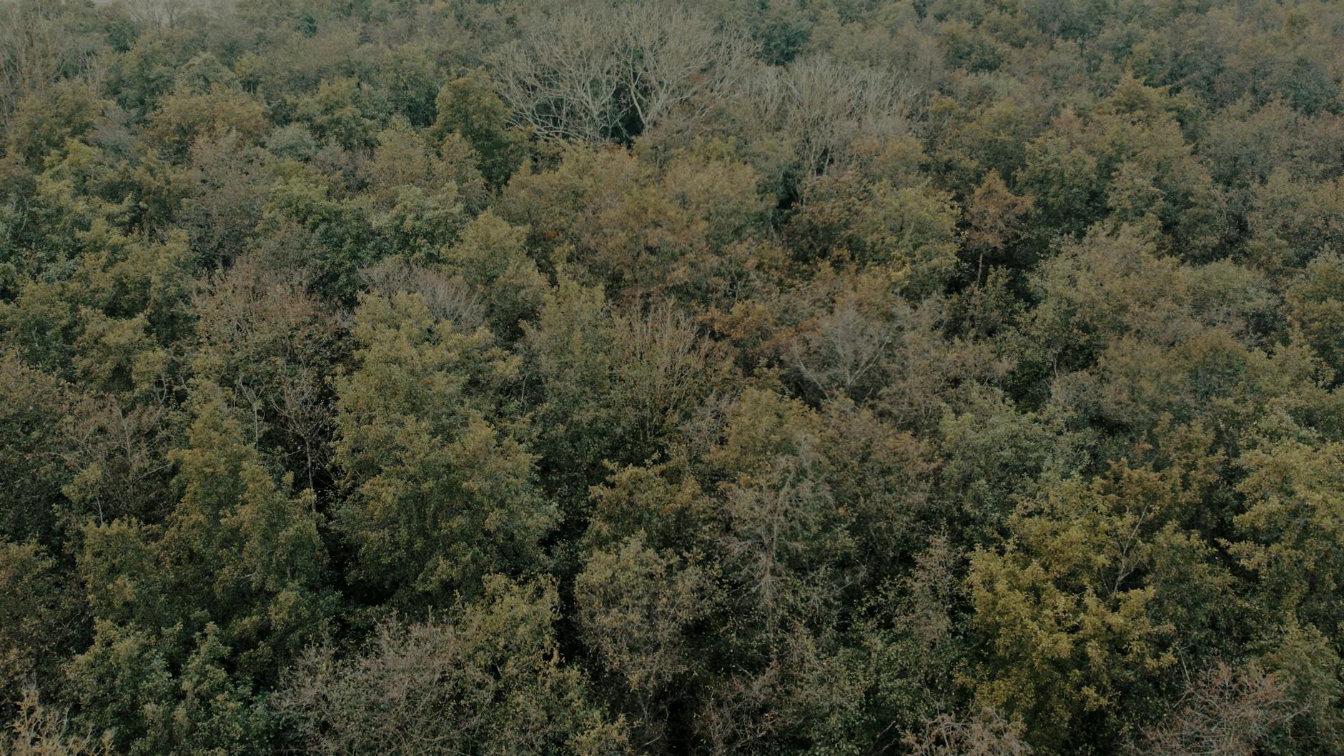 Forêt dense française en automne
