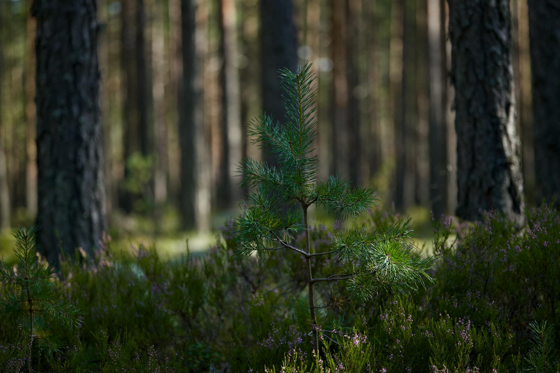 Reboisement forestier aidé par des subventions publiques