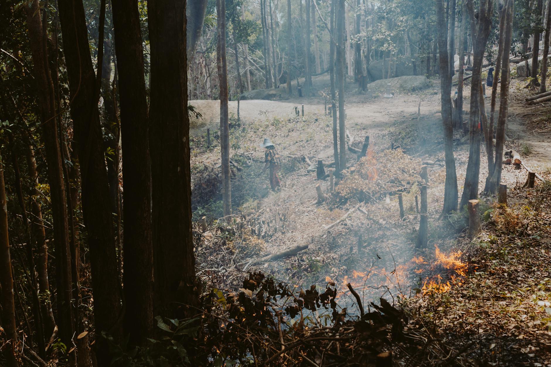 Végétation sèche en forêt méditerranéenne à risque d'incendie