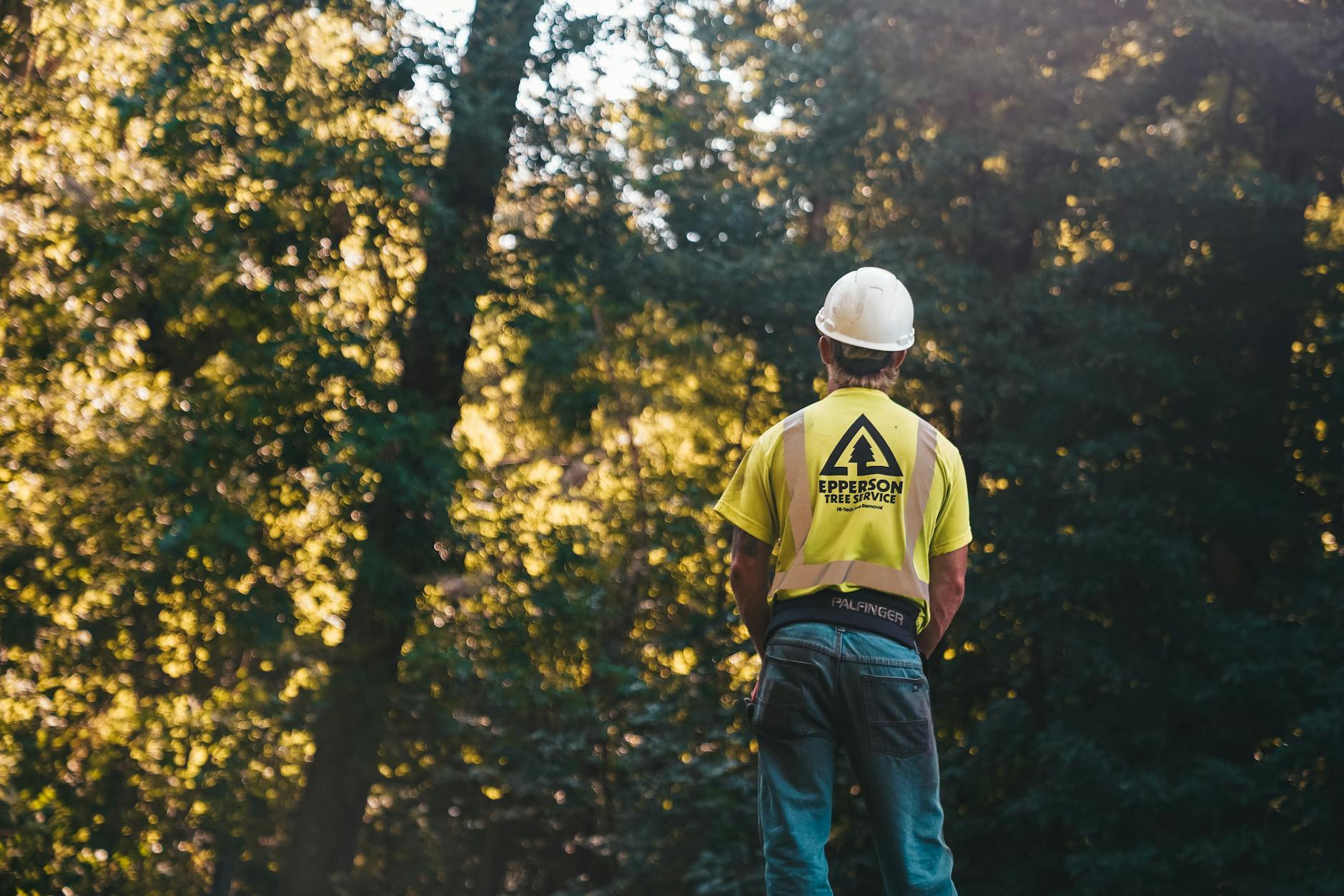 Sélection d'arbres pour le martelage forestier