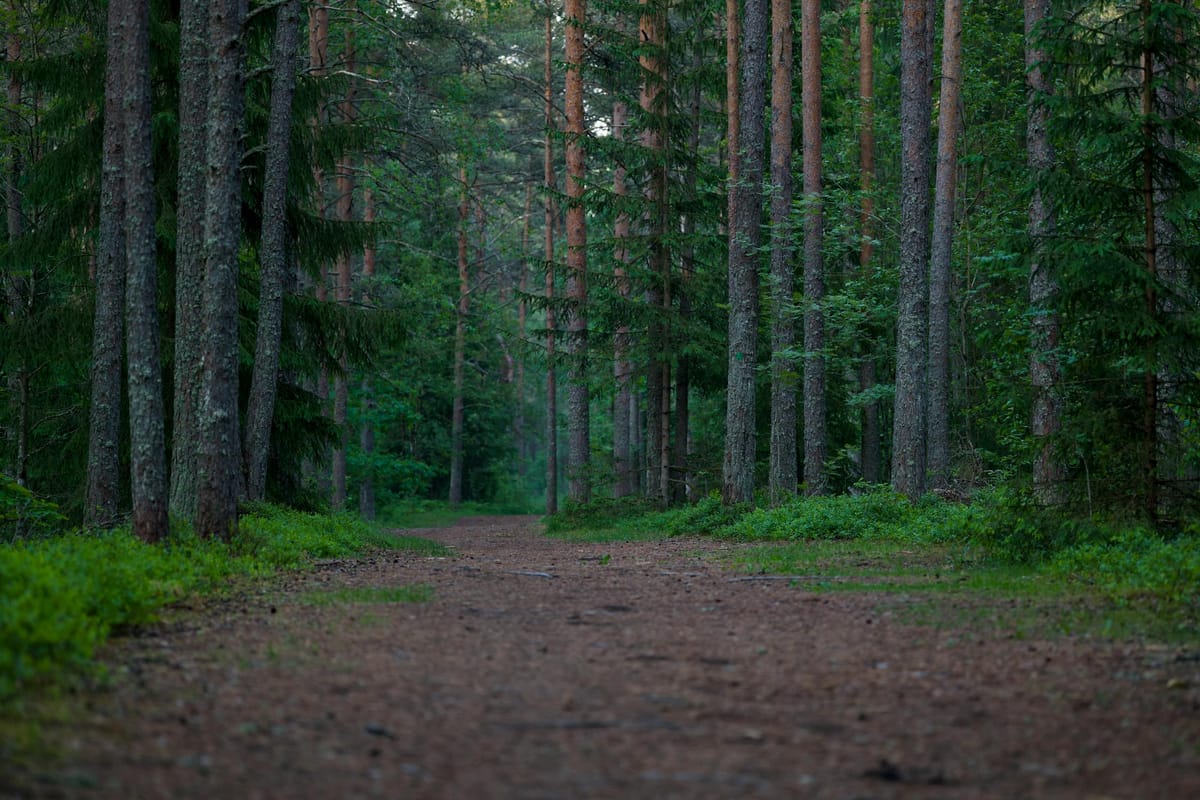 Chemin forestier avec application cartographique IGN