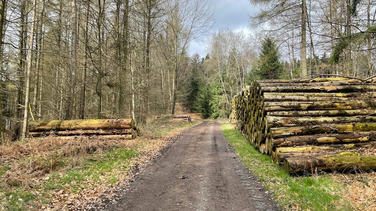 Chemin forestier entre les arbres avec ornières de cloisonnement