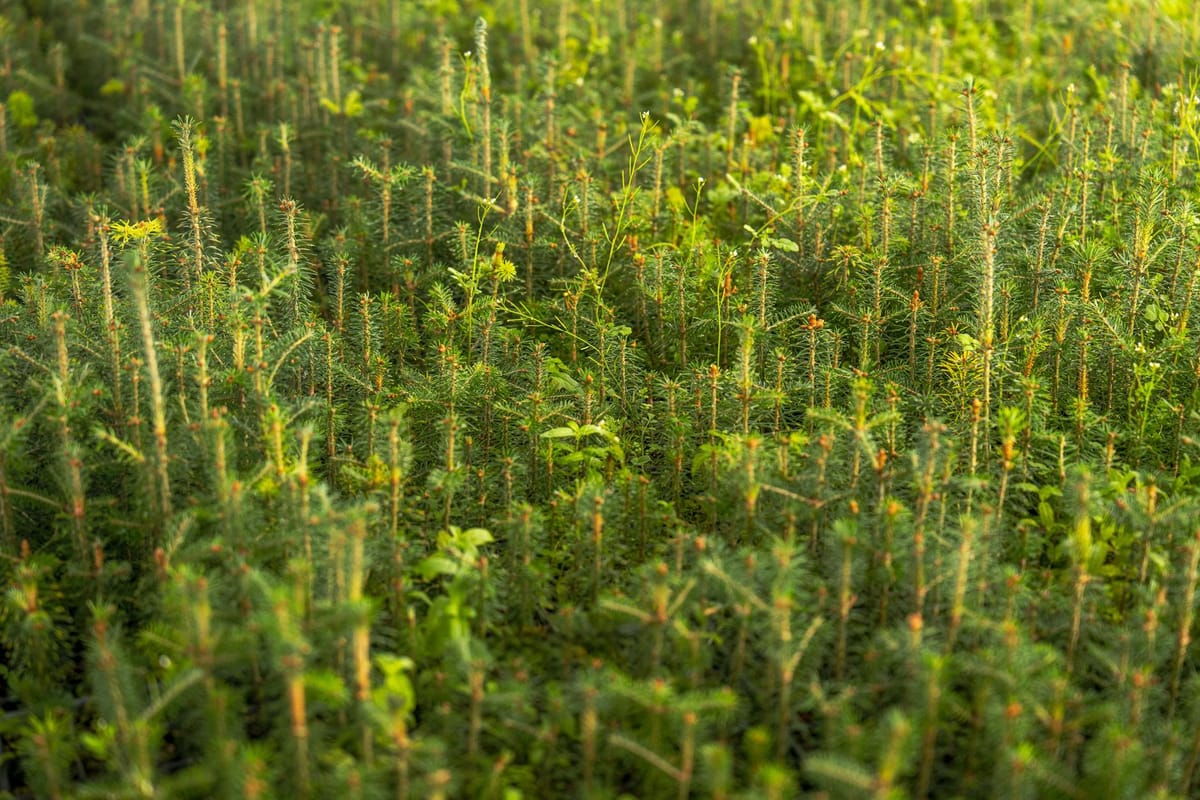 Zone de reboisement avec jeunes plants en forêt