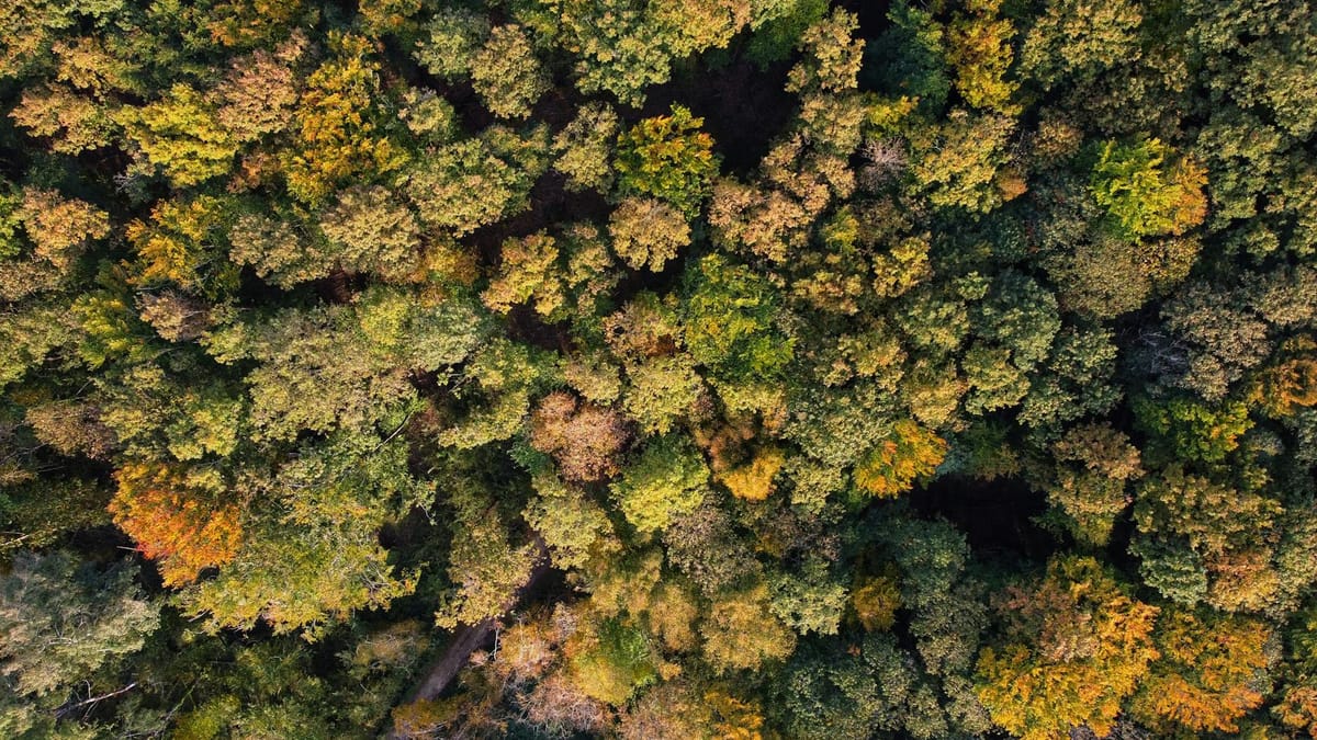 Forêt française — investissement et gestion forestière