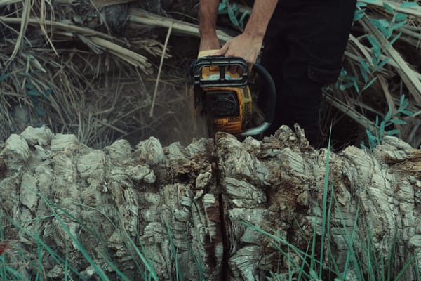 Coupe de bois en forêt avec limites de parcelle marquées