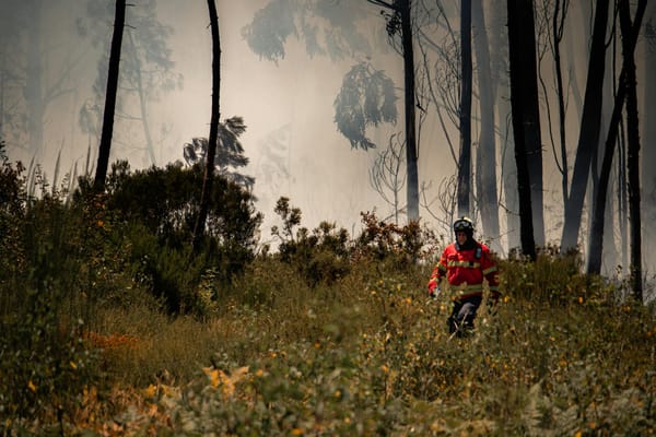 Infrastructure DFCI en forêt méditerranéenne