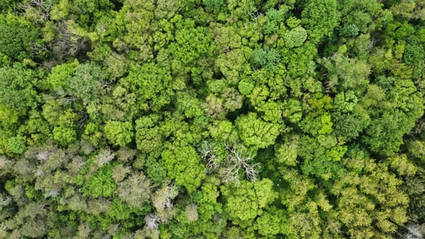 Peuplements forestiers variés vus depuis un chemin en forêt