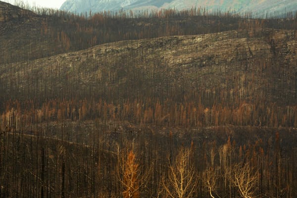 Propriétaire forestier en zone à risque incendie estival