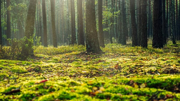 Propriétaire forestier bénéficiant d'aides pour la gestion de sa forêt